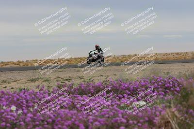 media/Jan-14-2023-SoCal Trackdays (Sat) [[497694156f]]/Turn 14 Exit Bloomig (145pm)/